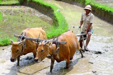 Hộ nông dân mất 8 triệu mỗi năm